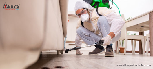 Why Regular Pest Inspections Are Essential for Australian Homes