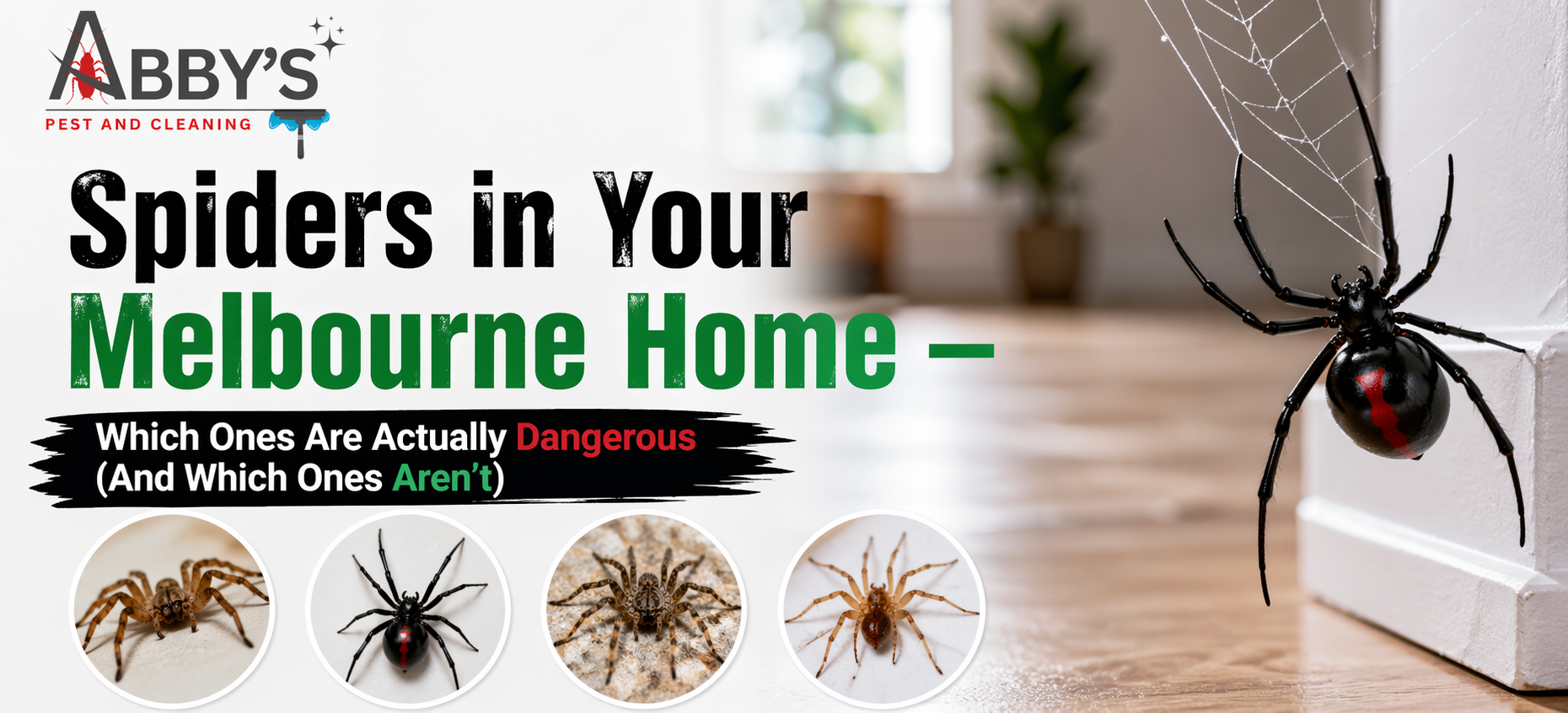 Spiders in Your Melbourne Home — Which Ones Are Actually Dangerous (And Which Ones Aren’t)