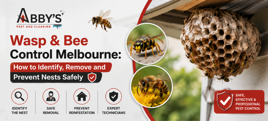 Wasp & Bee Control Melbourne: How to Identify, Remove and Prevent Nests Safely