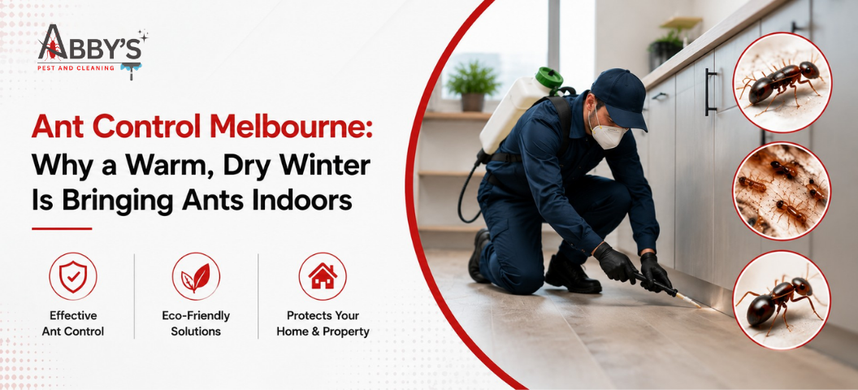 Ant Control Melbourne: Why a Warm, Dry Winter Is Bringing Ants Indoors